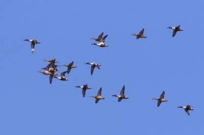 Slobeenden - Northern Shovelers