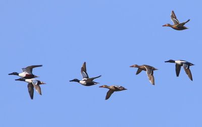 Slobeenden - Northern Shovelers