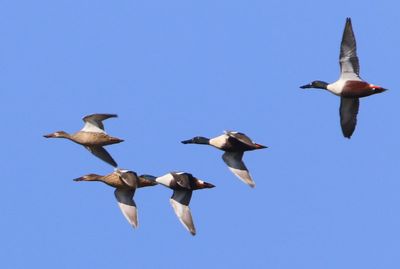 Slobeenden - Northern Shovelers