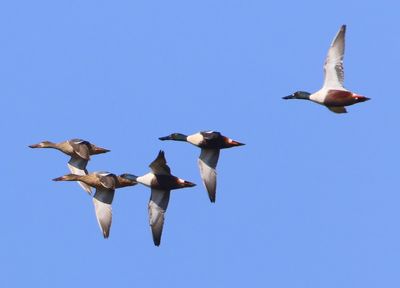 Slobeenden - Northern Shovelers