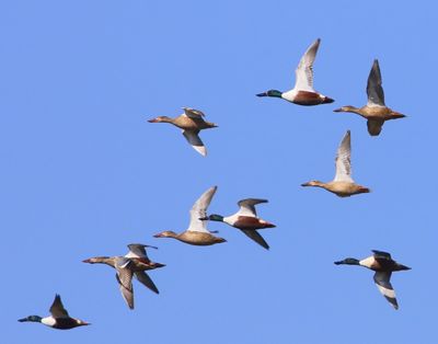 Slobeenden - Northern Shovelers