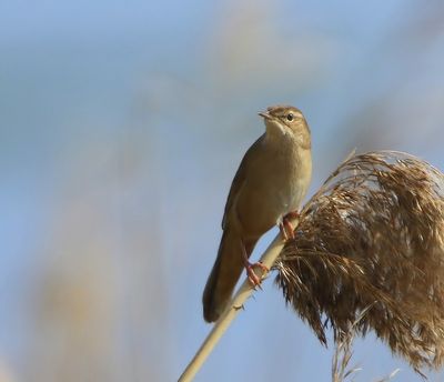 Snor - Savi's Warbler