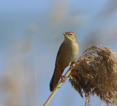 Snor - Savi's Warbler