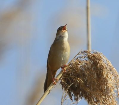 Snor - Savi's Warbler