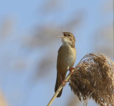 Snor - Savi's Warbler