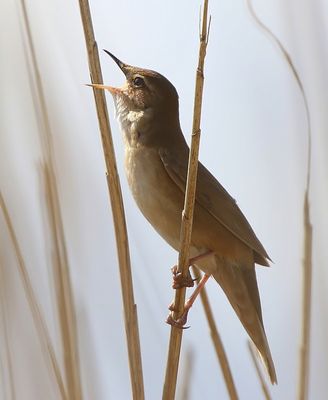 Snor - Savi's Warbler