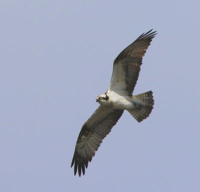 Visarend - Osprey