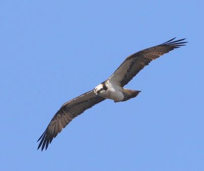 Visarend - Osprey