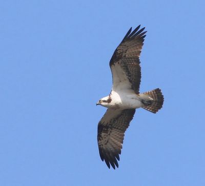 Visarend - Osprey