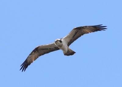 Visarend - Osprey