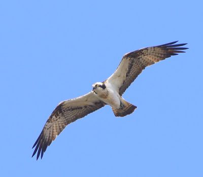 Visarend - Osprey