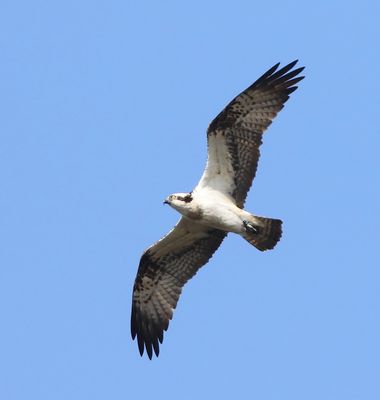 Visarend - Osprey