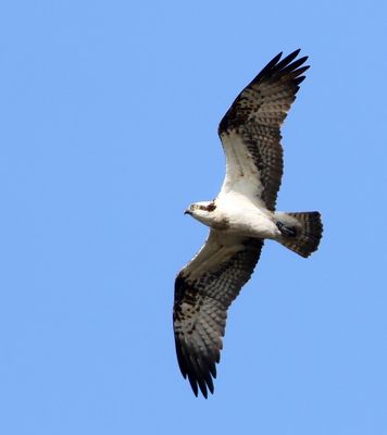 Visarend - Osprey