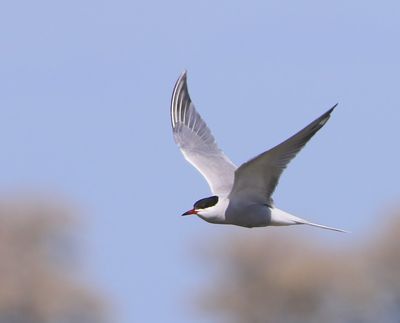 Visdief - Common Tern