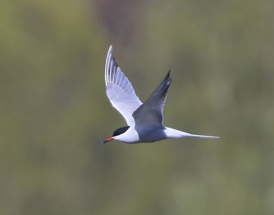 Visdief - Common Tern