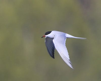 Visdief - Common Tern