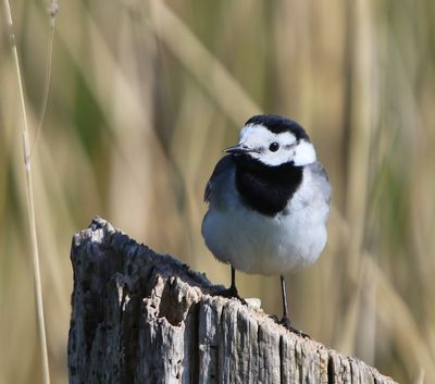 Witte Kwikstaart - White Wagtail