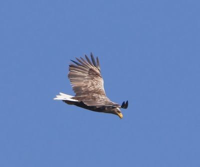 Zeearend - White-tailed Eagle