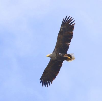 Zeearend - White-tailed Eagle