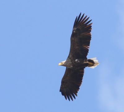 Zeearend - White-tailed Eagle