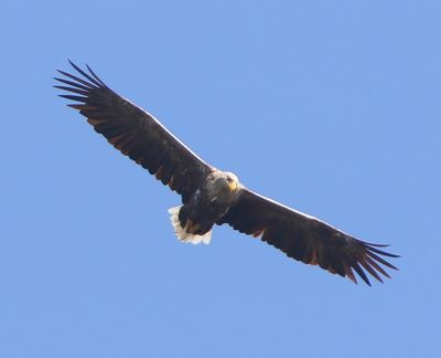 Zeearend - White-tailed Eagle