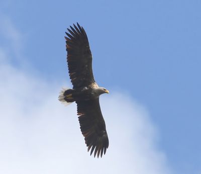 Zeearend - White-tailed Eagle