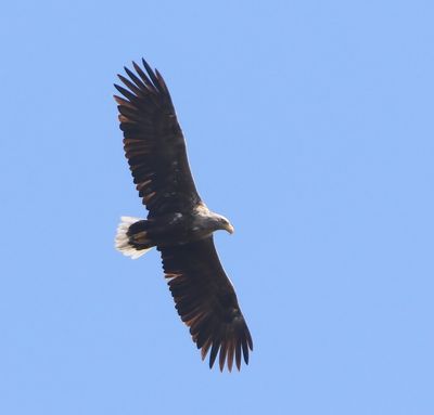 Zeearend - White-tailed Eagle
