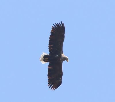 Zeearend - White-tailed Eagle