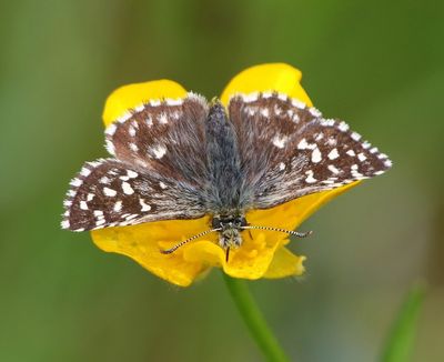 Aardbeivlinder - Grizzled Skipper