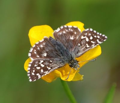 Aardbeivlinder - Grizzled Skipper
