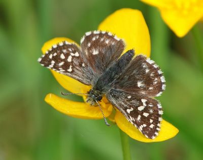 Aardbeivlinder - Grizzled Skipper