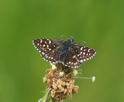 Aardbeivlinder - Grizzled Skipper
