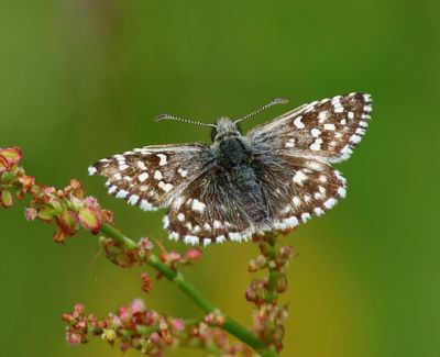 Aardbeivlinder - Grizzled Skipper