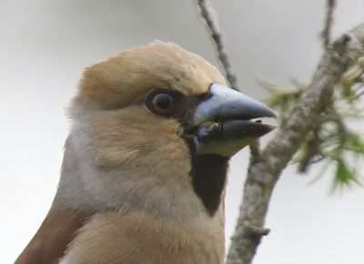 Appelvink - Hawfinch