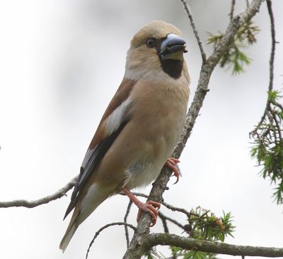 Appelvink - Hawfinch