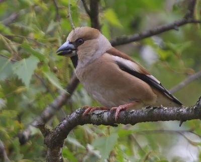 Appelvink - Hawfinch