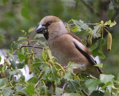 Appelvink - Hawfinch