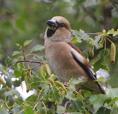 Appelvink - Hawfinch