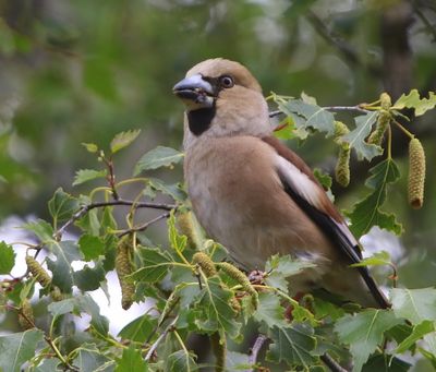 Appelvink - Hawfinch