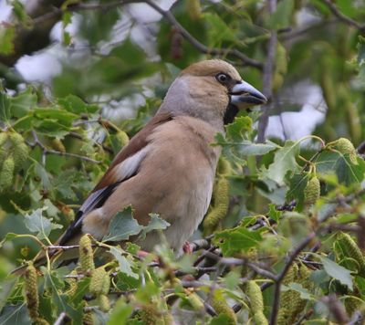 Appelvink - Hawfinch