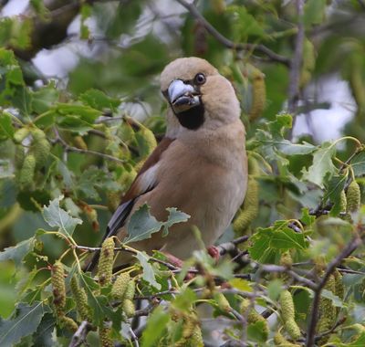 Appelvink - Hawfinch
