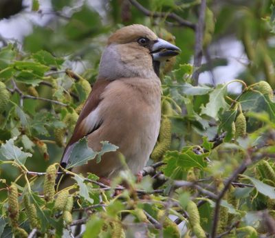 Appelvink - Hawfinch