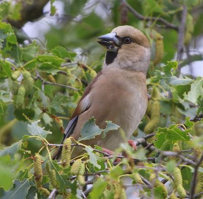 Appelvink - Hawfinch