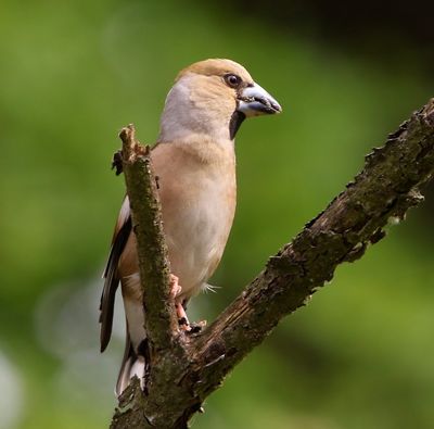 Appelvink - Hawfinch