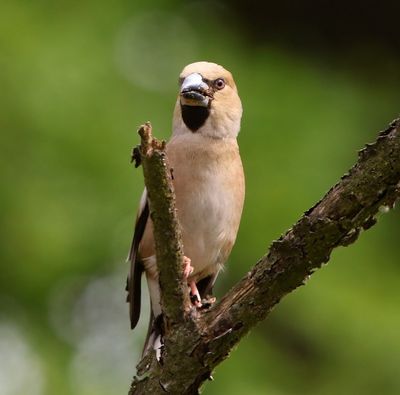Appelvink - Hawfinch