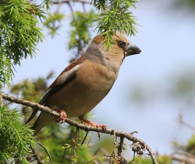 Appelvink - Hawfinch