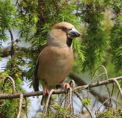 Appelvink - Hawfinch