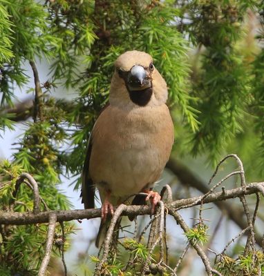 Appelvink - Hawfinch