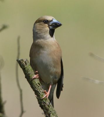 Appelvink - Hawfinch