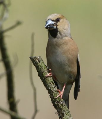 Appelvink - Hawfinch